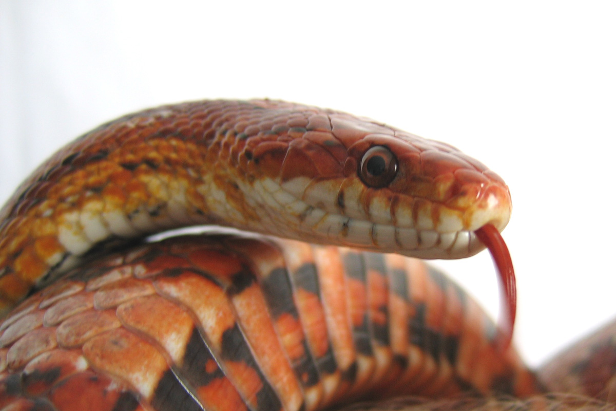 018---uzovka-cervena